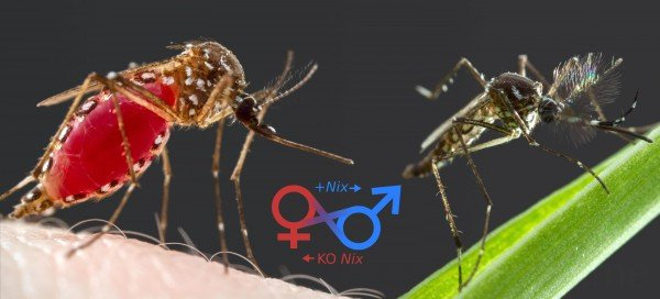 科学家找到控制蚊子性别的基因，打算用它给雌蚊变性