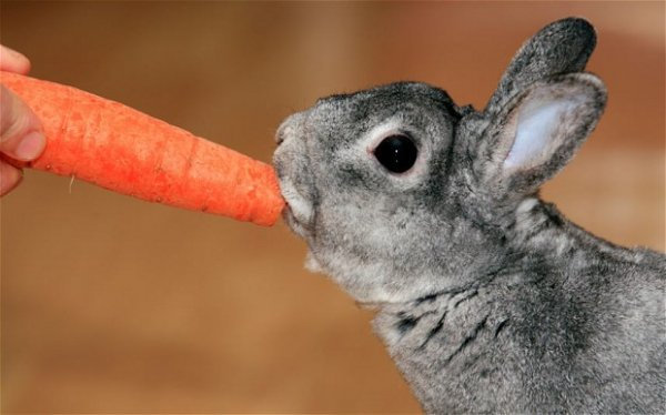 错了很多年，其实兔子不爱吃胡萝卜