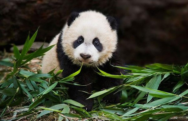 对大熊猫来说，竹子并非理想食物