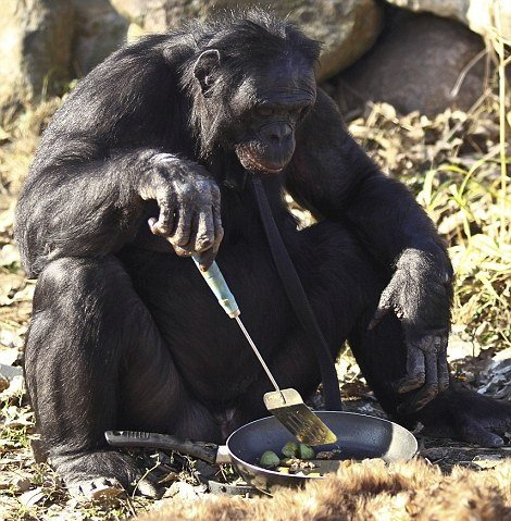 黑猩猩也爱吃熟食