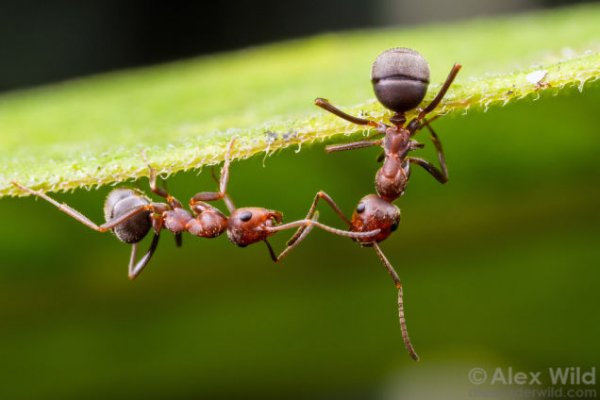 蚂蚁有个体意识吗？
