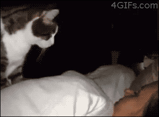 猫咪是最好的闹钟 [GIFs]